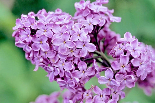 French Lilac Scented Large 24 oz Fluted Glass Jar Candle Holly's Hand Poured Hobbies Candle Shop