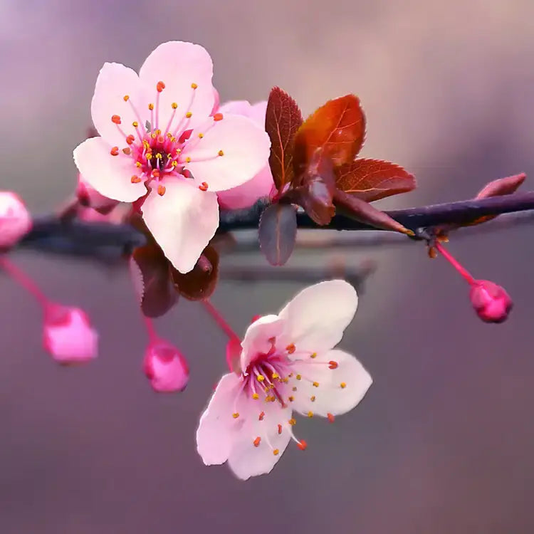 Buy Japanese Cherry Blossom scented tarot card candles online. Hand poured in Ohio.