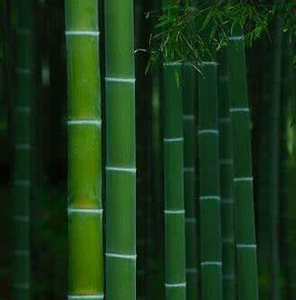 Buy limited edition Pride candles online. Scented soy-coco wax blends.