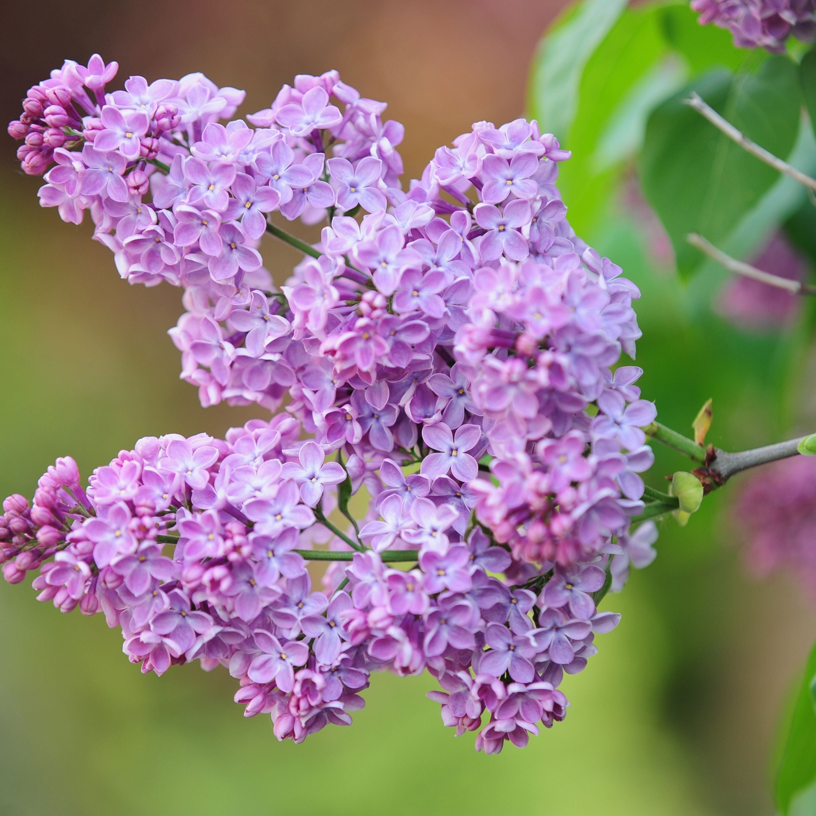 Buy custom made scented Astrology 7 Day Prayer Candle online.